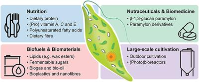 Bioproducts From Euglena gracilis: Synthesis and Applications